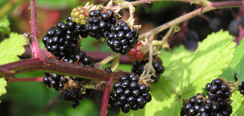 Brombeeren im Garten