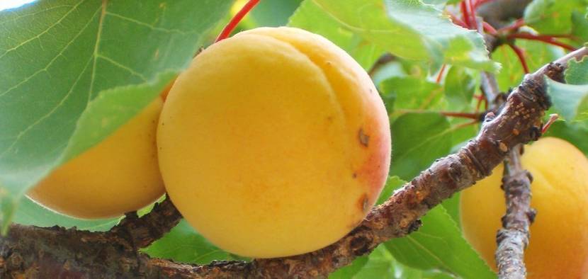 Pfirsiche im eigenen garten ernten