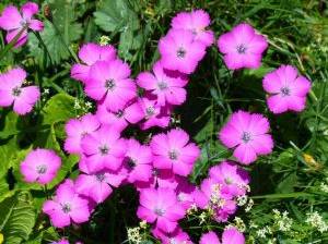 Kleinwüchsige Nelken im Garten