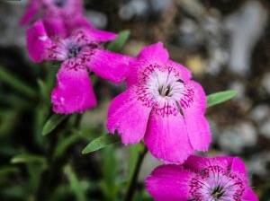 Alpennelken im Garten leuchten