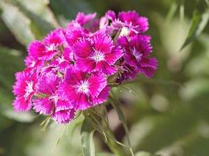 Bartnelken im Garten in pink