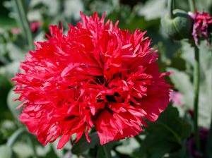 Barnelken in leuchtendem Rot im Garten