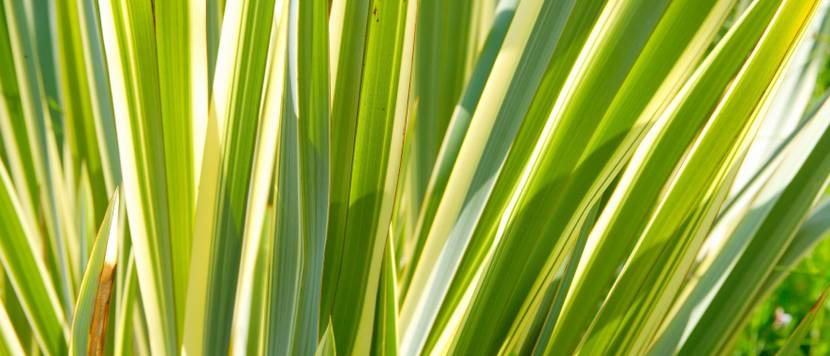 neuseelaender flachs pflege