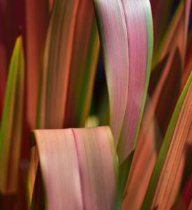 neuseelaender flachs emerald pink
