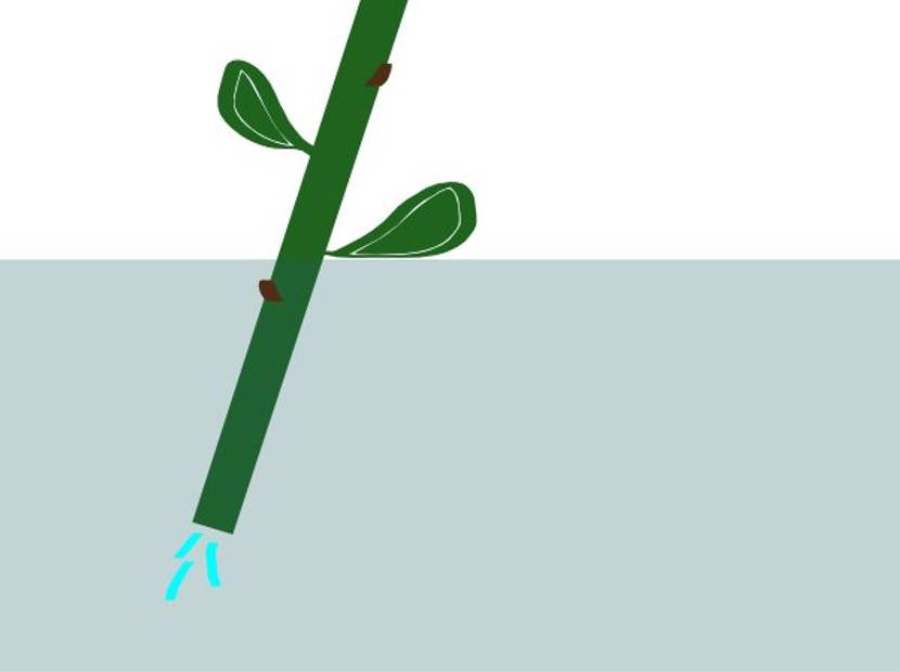 nicht angeschnittene Rose