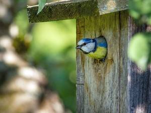 nistkasten-selber-bauen-blaumeise