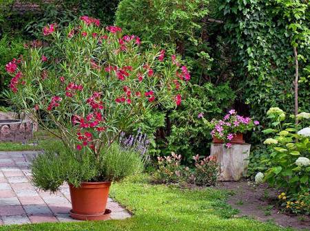 Oleander pflanzen und richtig pflegen: 4 Grtner-Tipps - heimwerker.de
