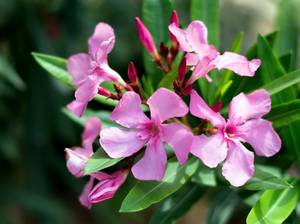 oleander-pflanzen-giftig