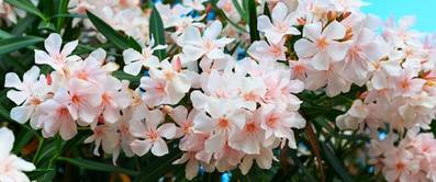 oleander-pflanzen