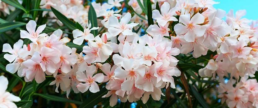 oleander-pflanzen