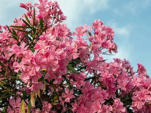 oleander-schneiden