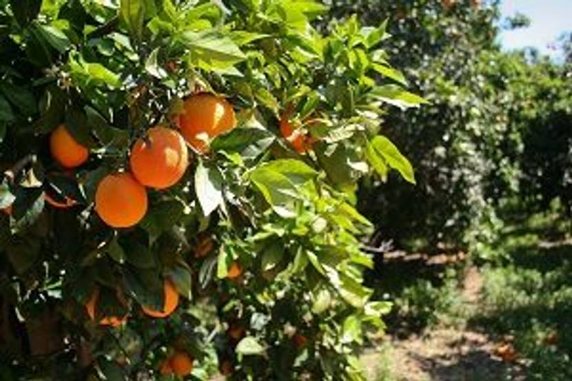 orangenbaum in der natur