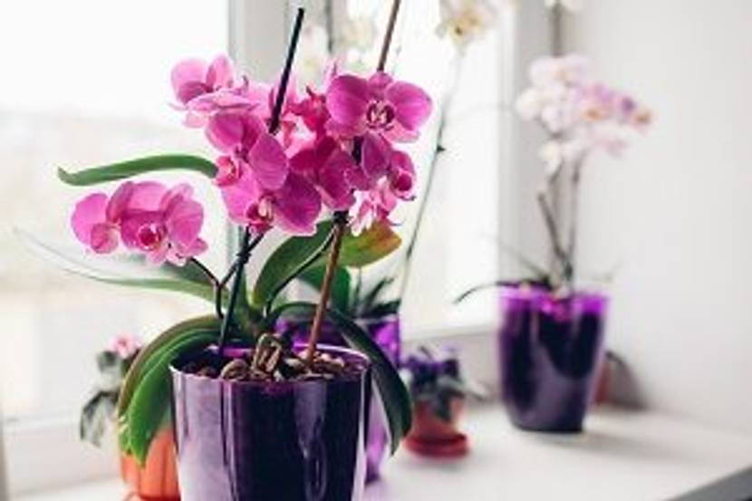 orchidee am fenster