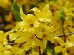 osterstrauss-gestalten-forsythie