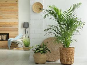 palme-zimmer