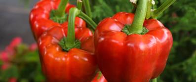 rote-paprika-anbauen