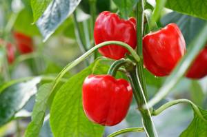paprika-rot-pflanze
