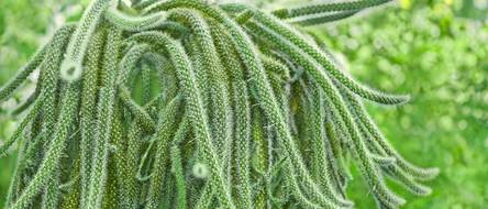 monstera samen keimen Fingerphilodendron (Monstera deliciosa) main image 1