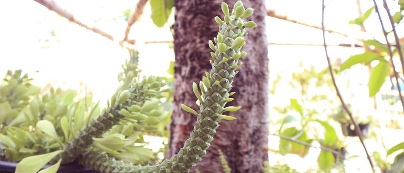peitschenkaktus im garten
