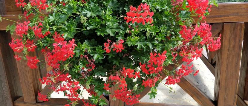pelargonium peltatum
