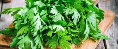 petersilie-anpflanzen