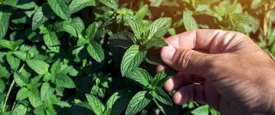 pfefferminze-anbauen