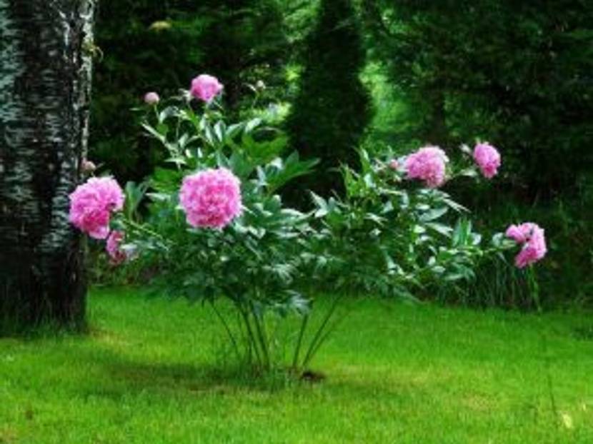 rosa pfingstrosen