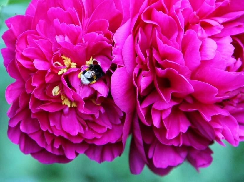 pfingstrose mit biene