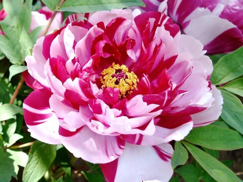 mehrfarbiger hybrid