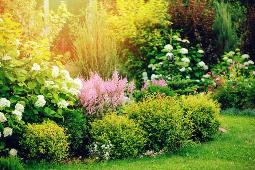 In einem Garten blühen verschiedene große Pflanzen.