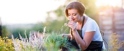 pflanzen-zitronenduft