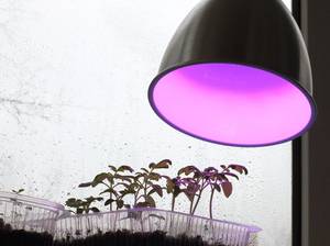 pflanzenlampen-vergleich