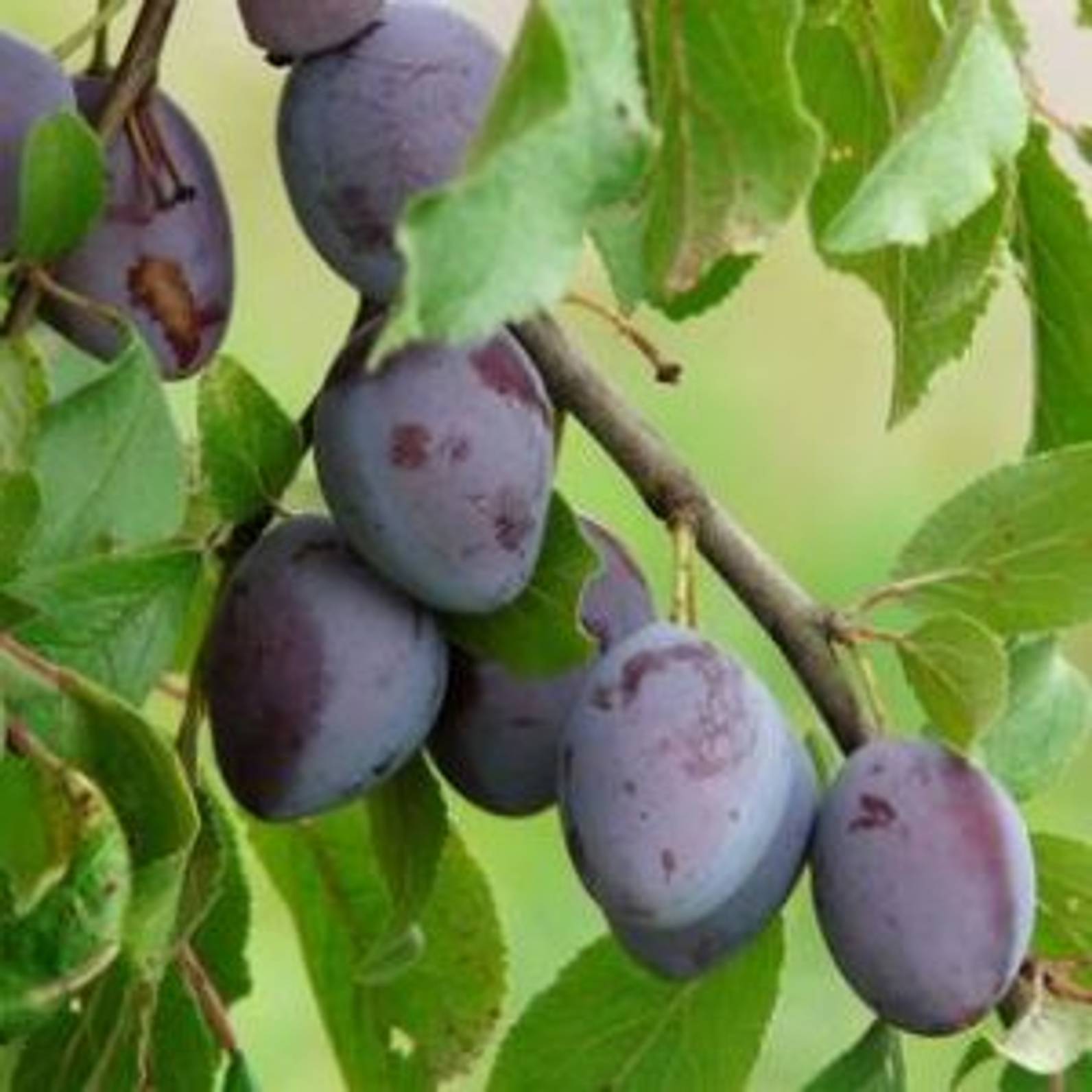 Pflaumen anbauen, ernten und verarbeiten heimwerker.de