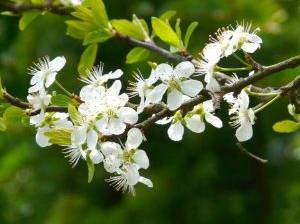 ein Zweig mit Pflaumenblüten