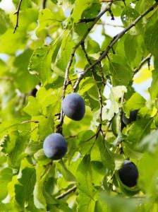 Reife Pflaumen