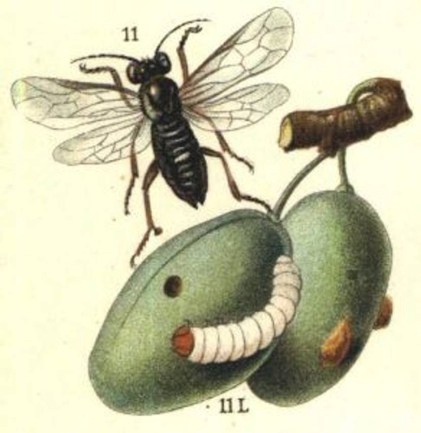 pflaumensaegewespen-hoplocampa-minuta-wikimedia