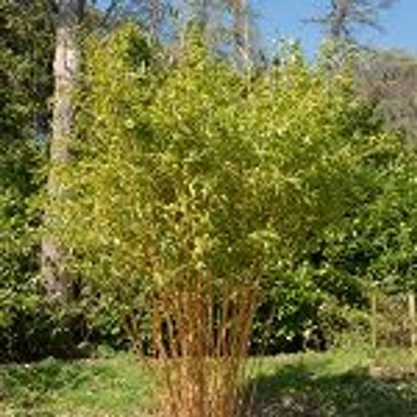 phyllostachys