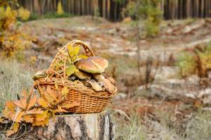 pilze im korb