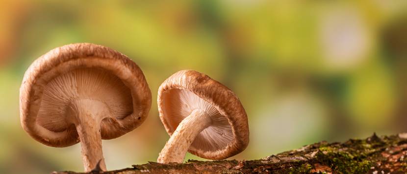 pilze gezuechtet auf baumstamm