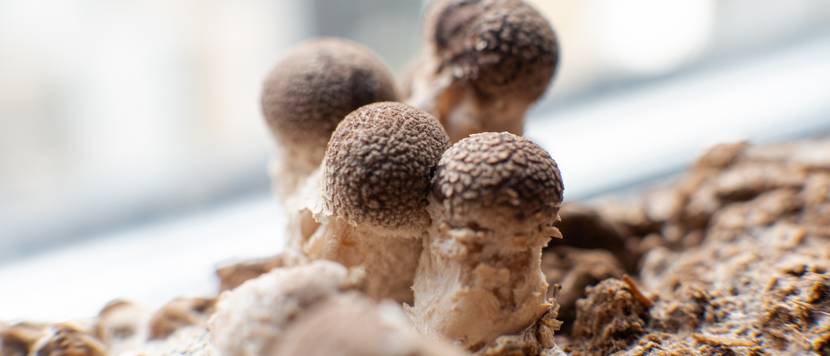 shiitake pilze in substrat