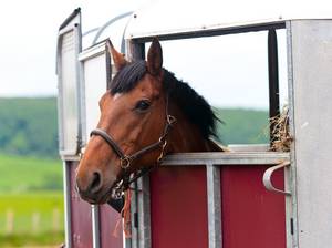 Pferd in Anhänger