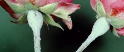 Rosentaupilz (Podosphaera Pannosa)