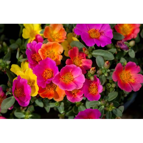 Portulakrschen pflegen: 4 Tipps fr die blhfreudige Pflanze -