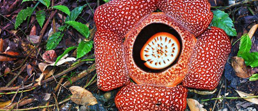 rafflesia-auf-boden