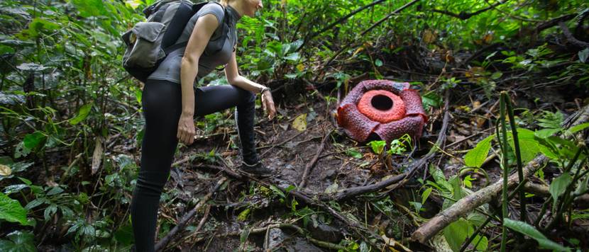 rafflesia-entdecken-frau
