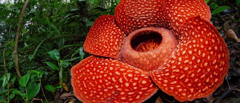 rafflesia-regenwald