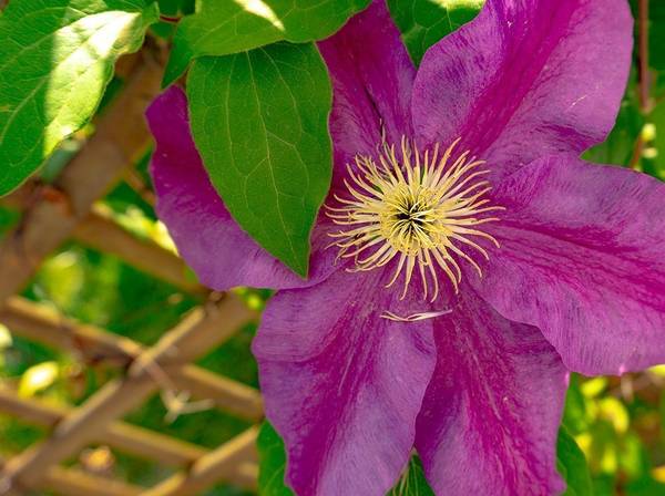 Rankhilfen für den Garten: Rankgitter selber bauen - heimwerker.de