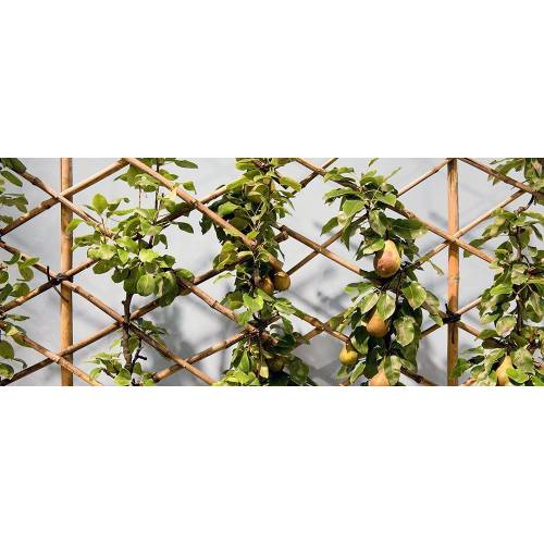 Rankhilfen fr den Garten: Rankgitter selber bauen - heimwerker.de