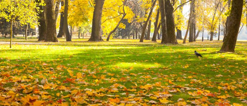 Rasen im Herbst