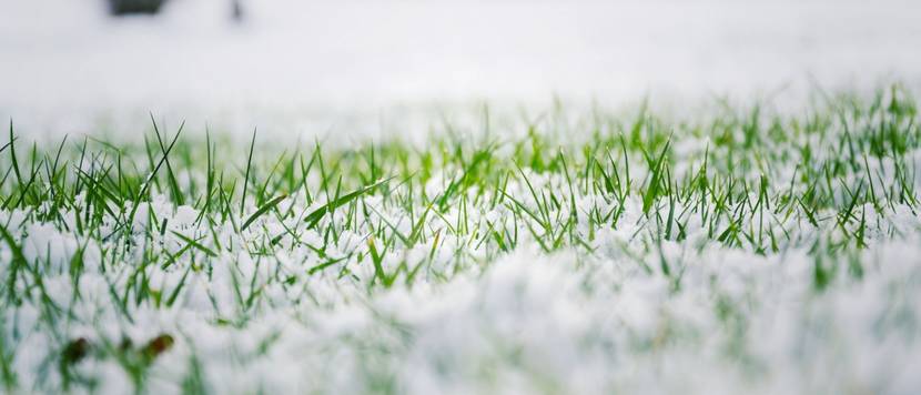 Rasen im Winter